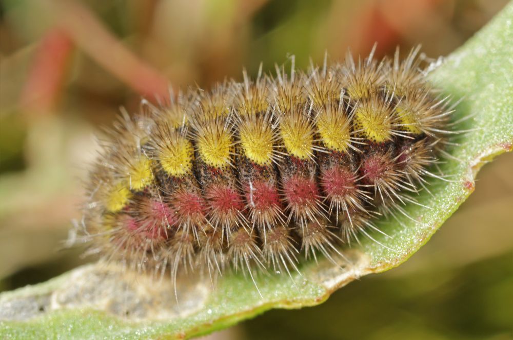 bunter Stachelkürbis