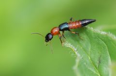 Bunter Uferkurzflügler (Paederus riparius)