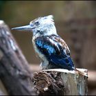 Bunter unbekannter Vogel ausm Zoo