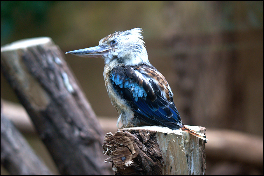 Bunter unbekannter Vogel ausm Zoo