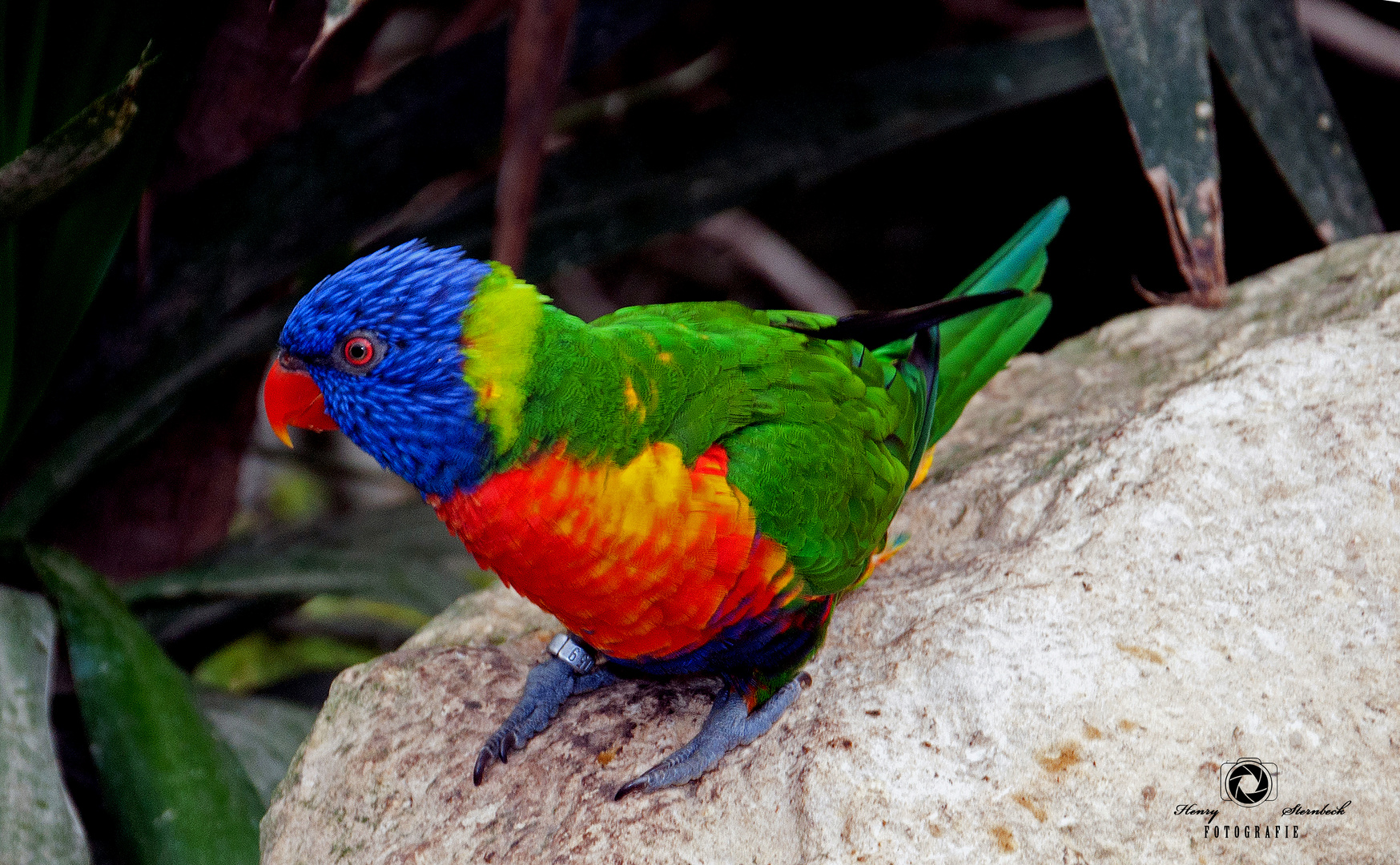 Bunter Vogel Bunter Vogel