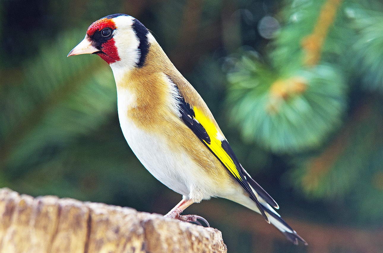 Bunter Vogel Foto & Bild tiere, wildlife, wild lebende vögel