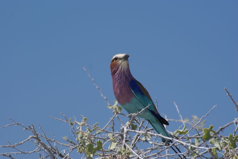 Bunter Vogel