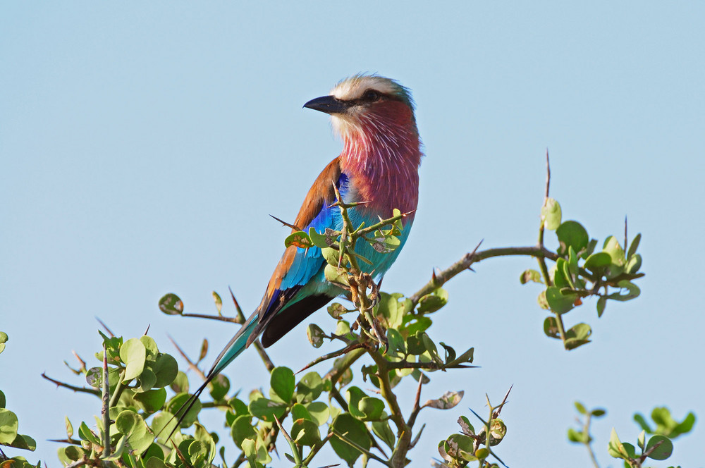 bunter vogel