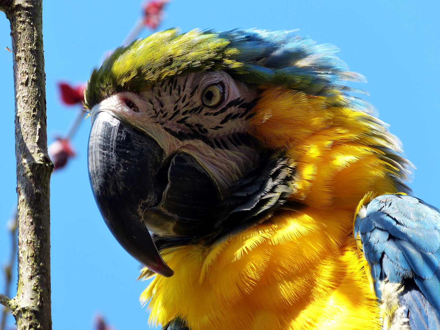 "bunter Vogel" Foto & Bild tiere, zoo, wildpark & falknerei, vögel