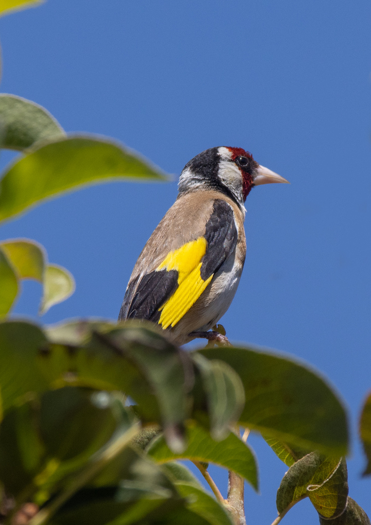 Bunter Vogel...