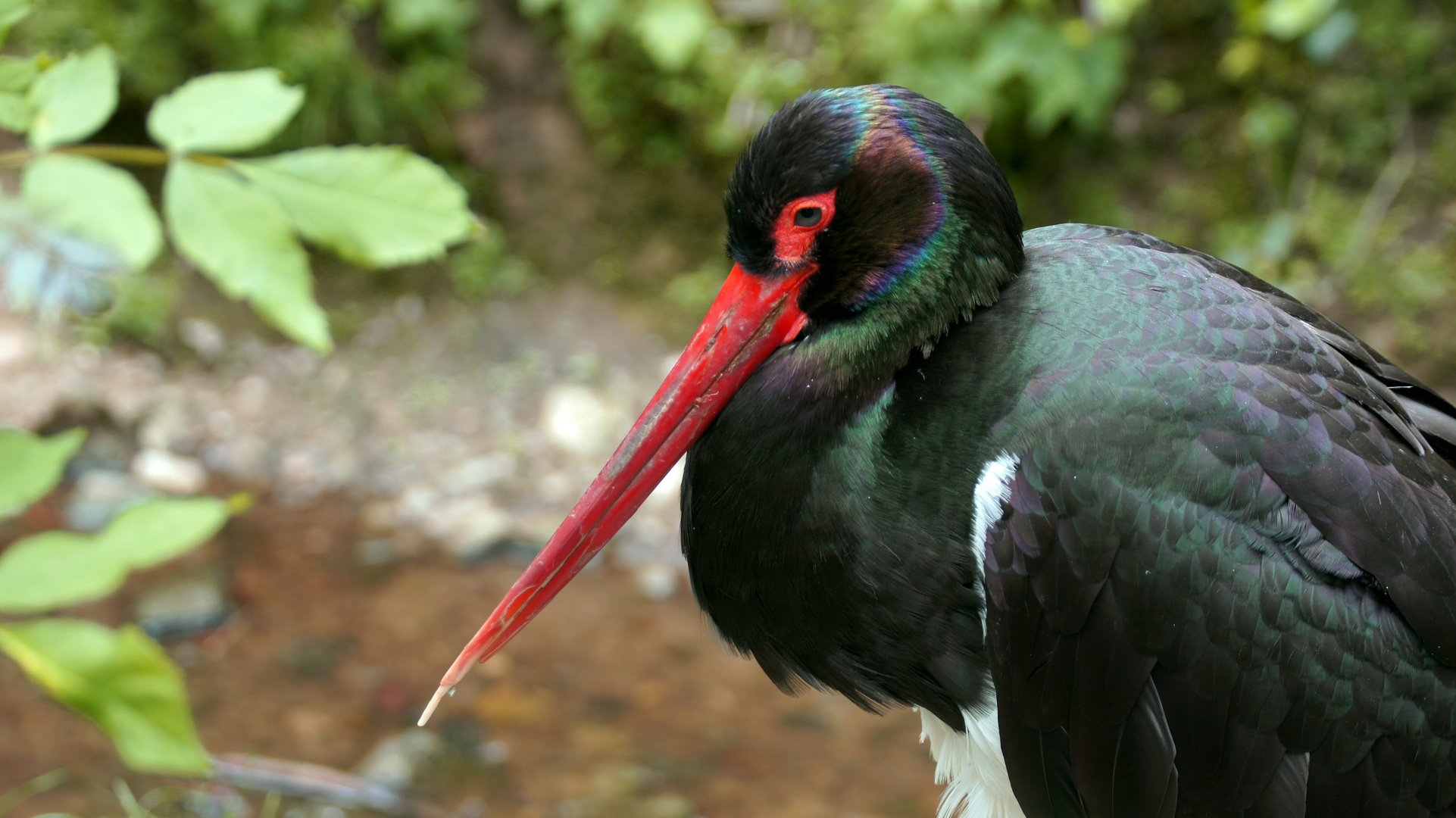 bunter Vogel