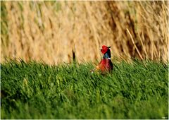 Bunter Vogel…