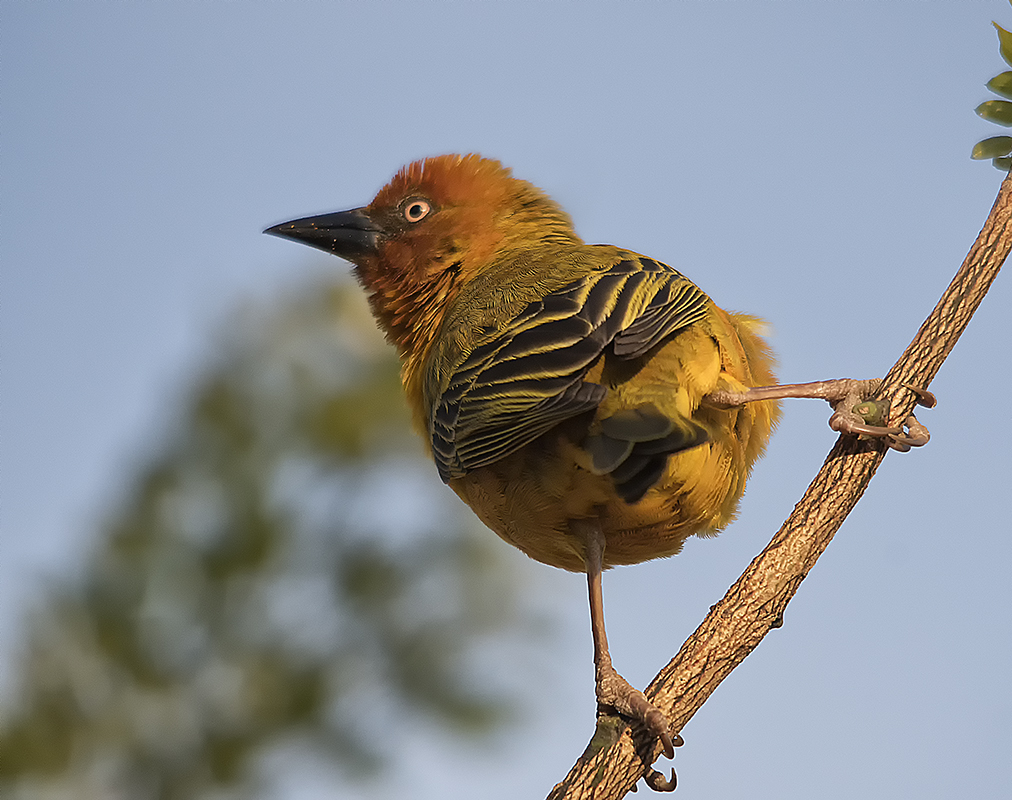 Bunter Vogel