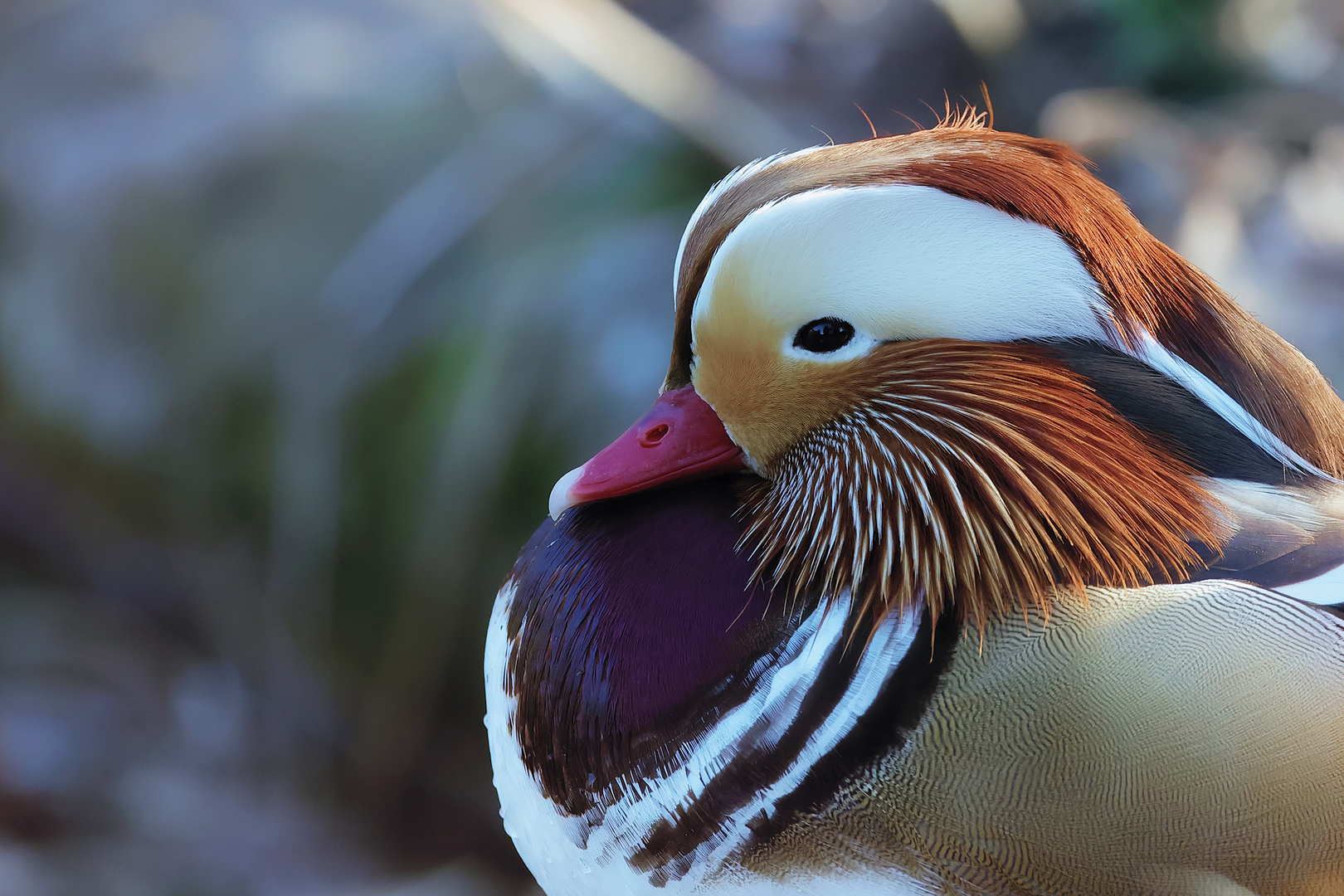 ...Bunter Vogel...