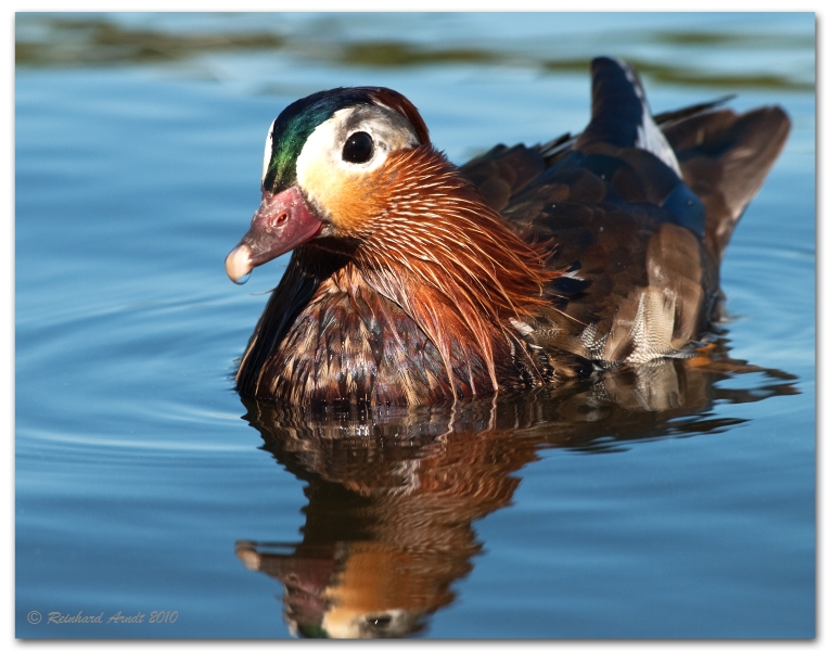 Bunter Vogel