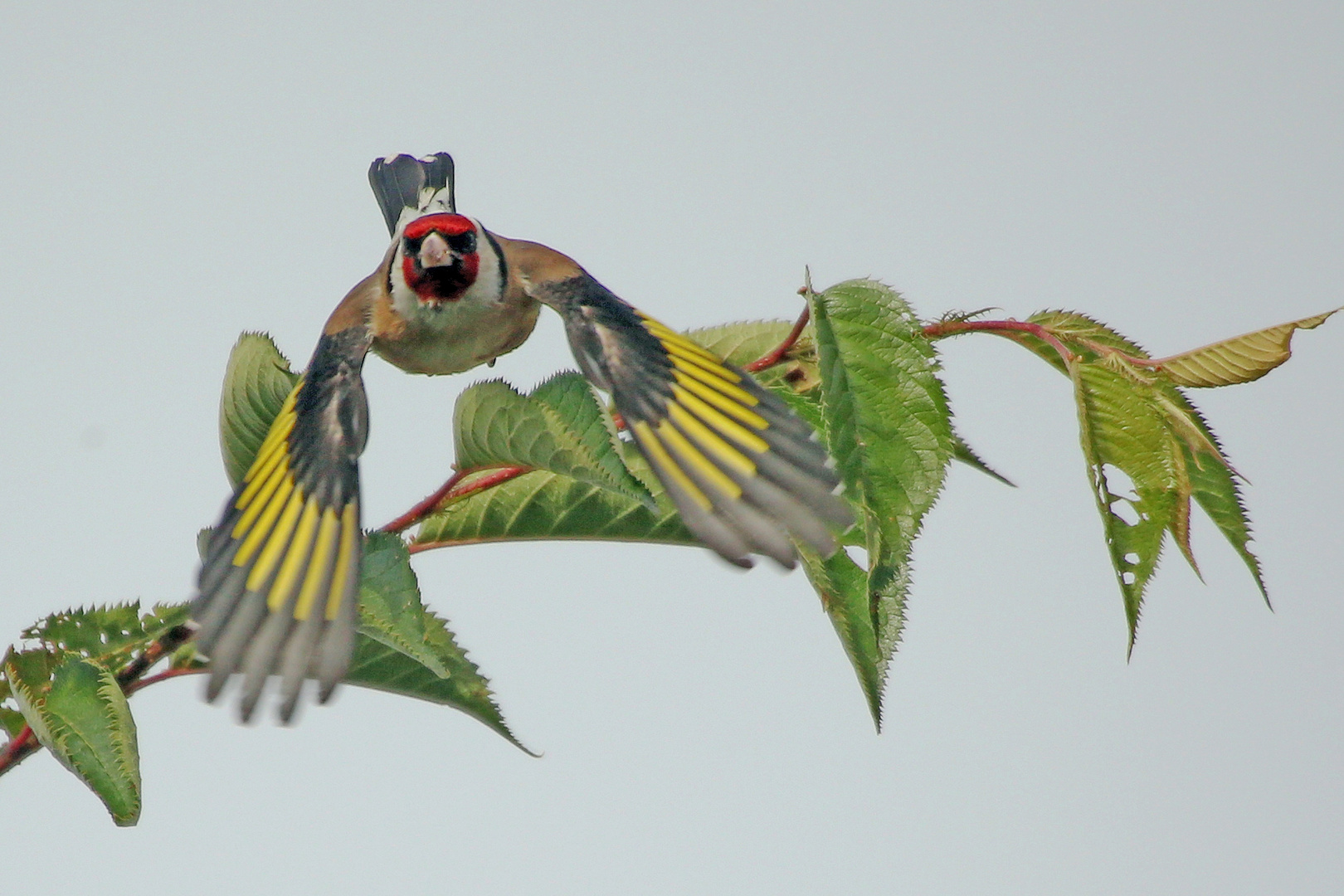 Bunter Vogel