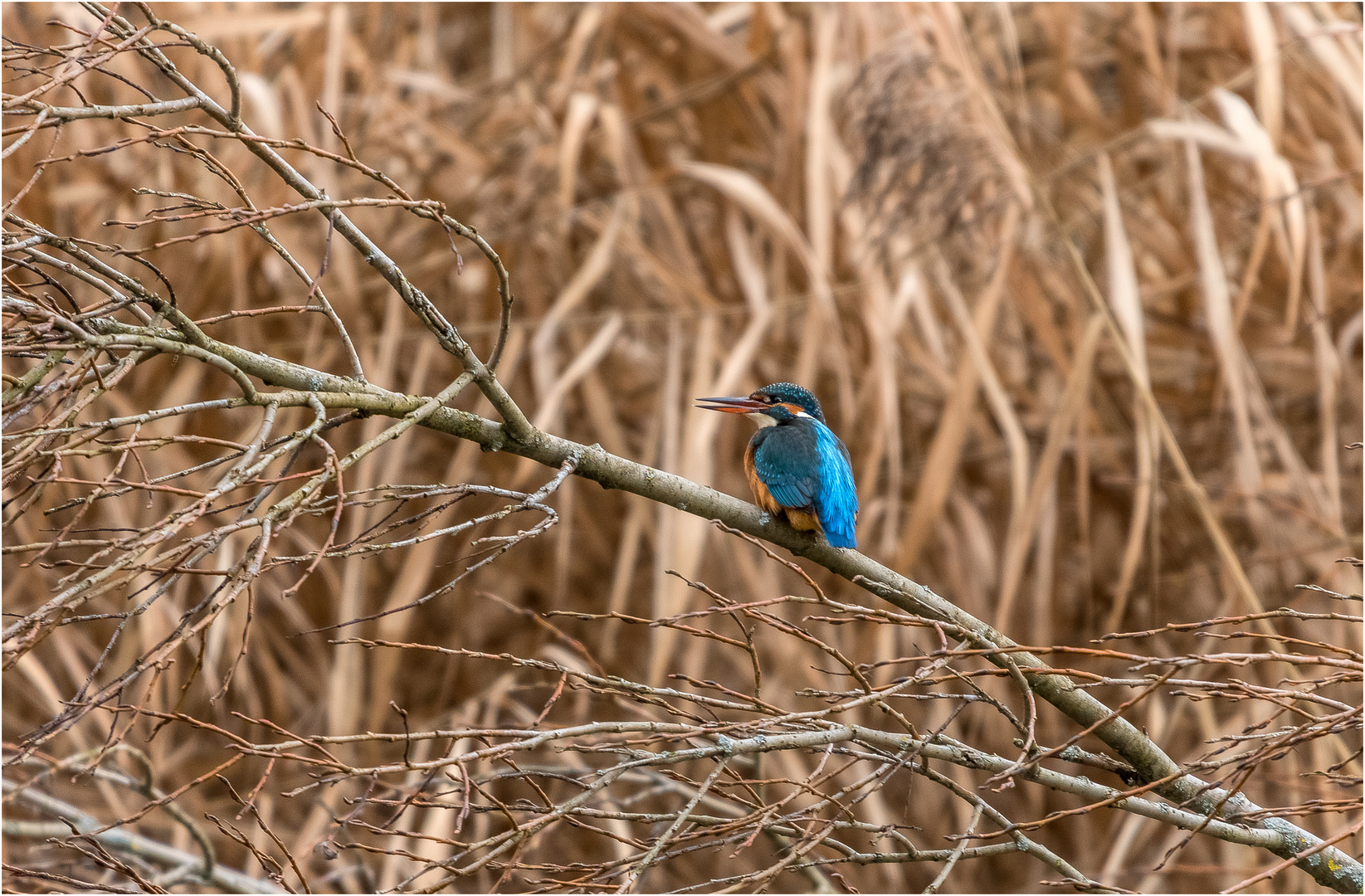 Bunter Vogel