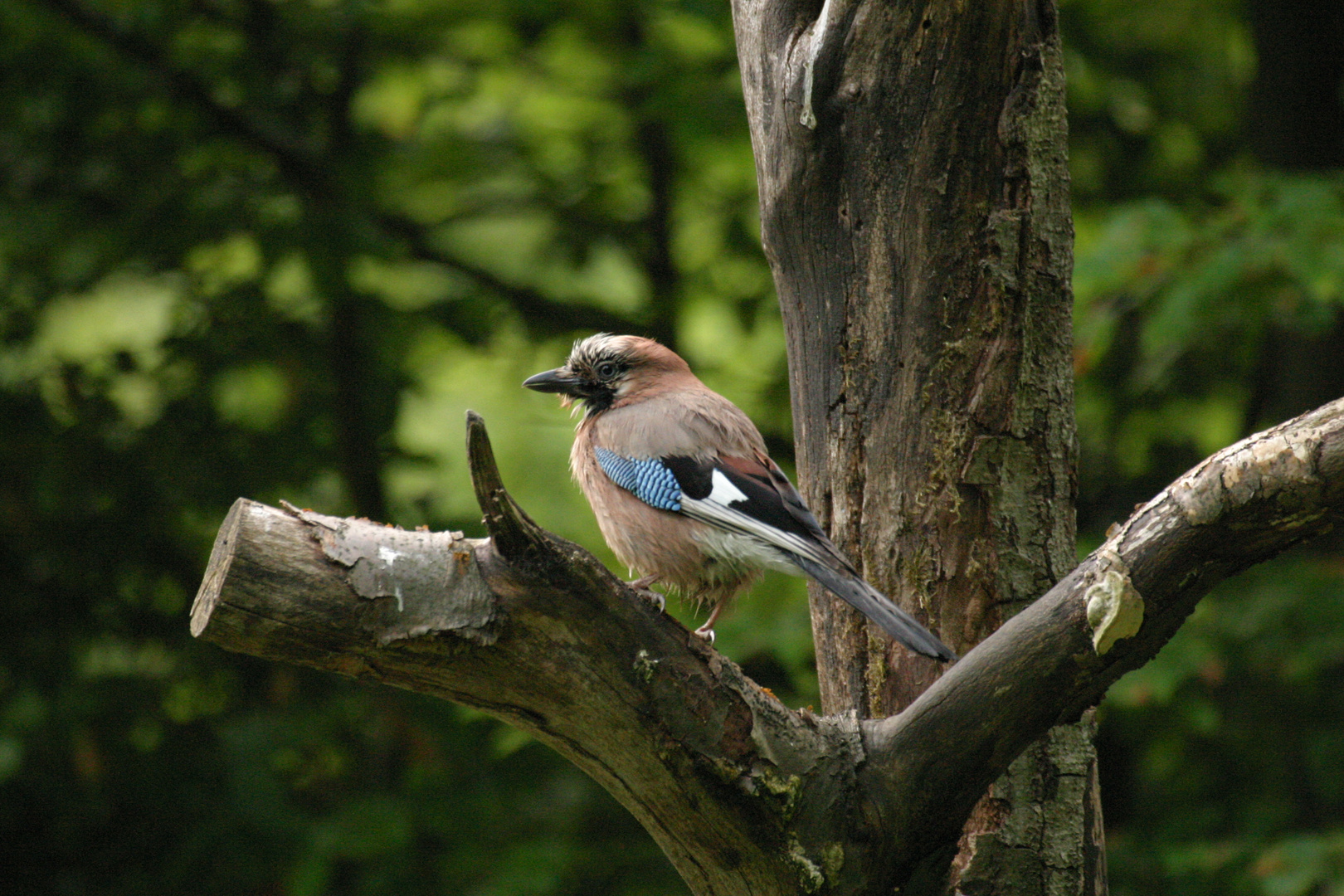 bunter Vogel