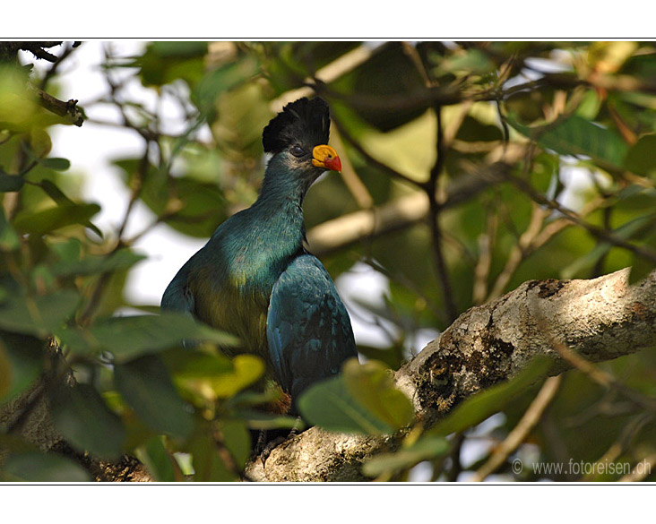 Bunter Vogel