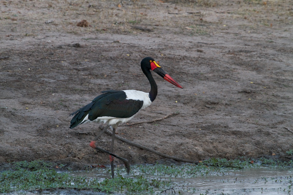 bunter Vogel