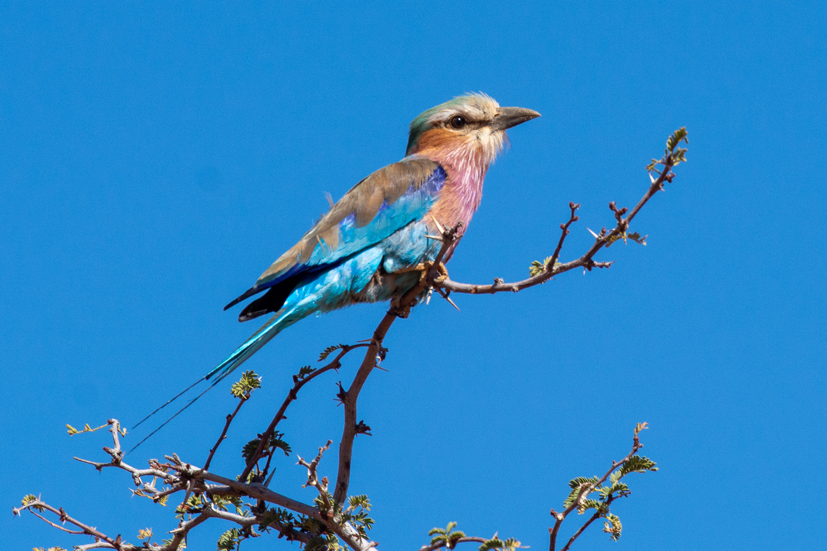 bunter Vogel