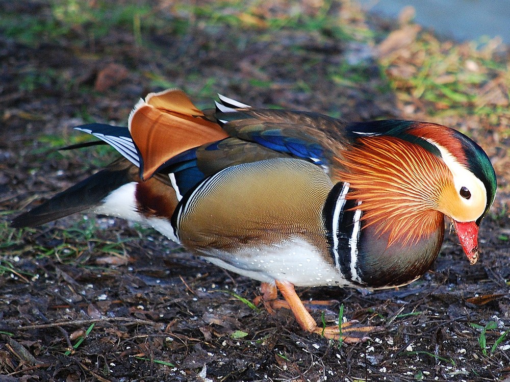 bunter Vogel