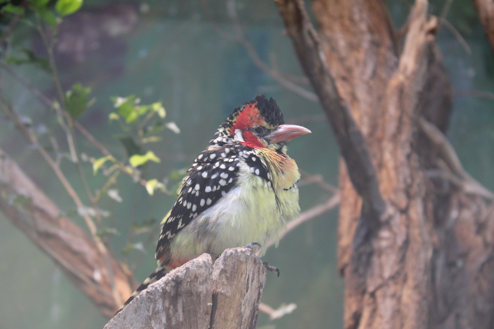 Bunter Vogel