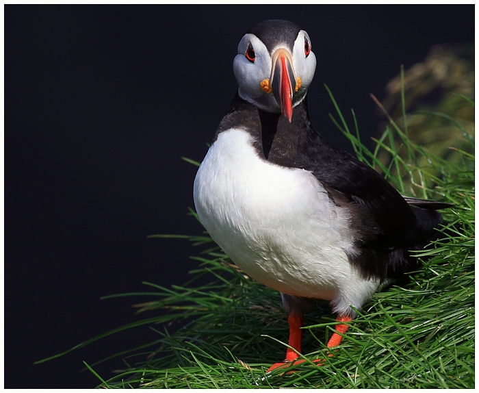 bunter Vogel