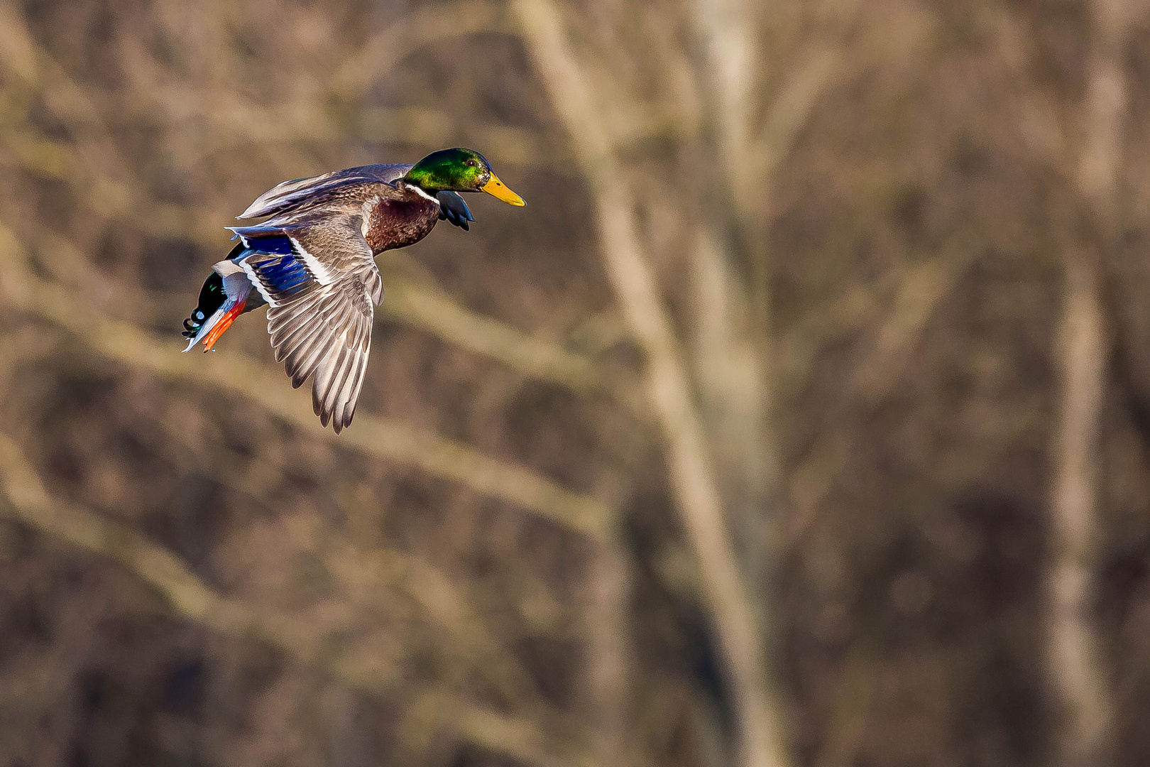 Bunter Vogel