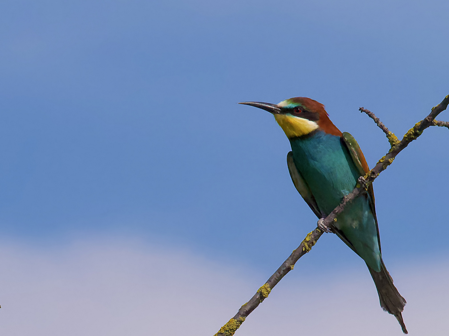 Bunter Vogel!