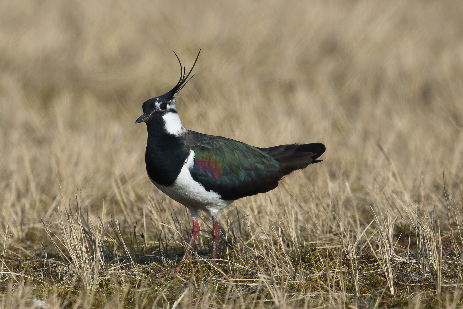 Bunter Vogel