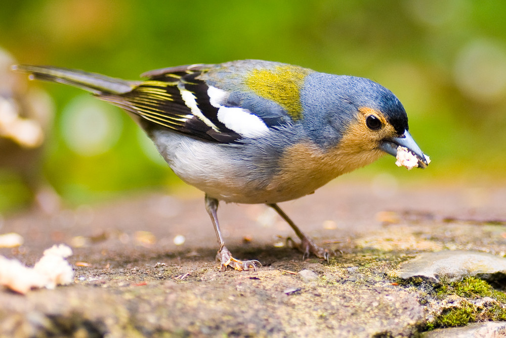 Bunter Vogel auf Madeira