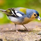 Bunter Vogel auf Madeira