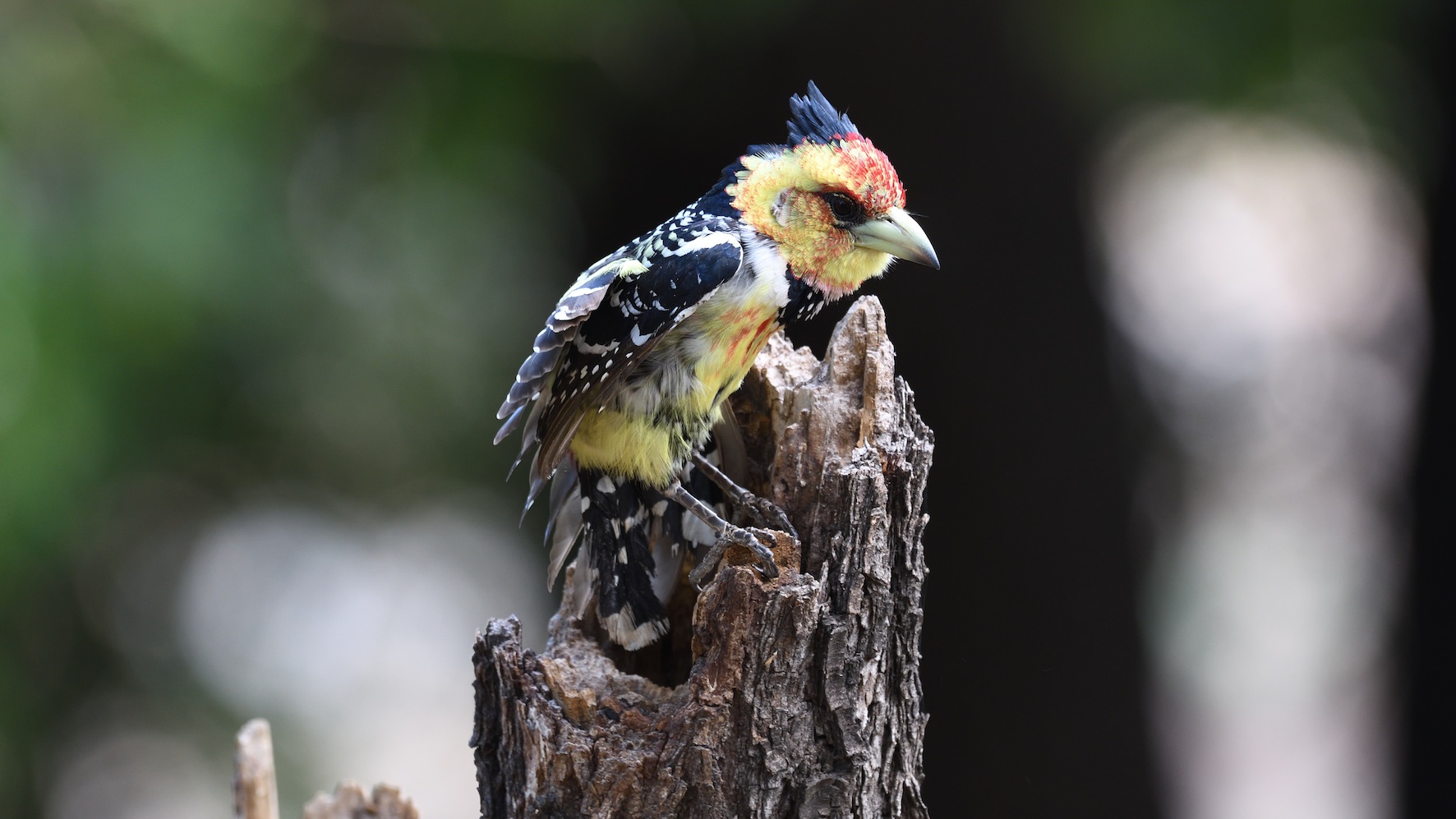 Bunter Vogel