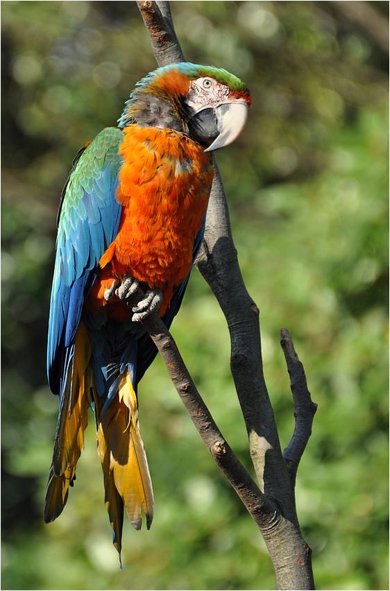 Bunter Vogel Foto &amp; Bild tiere, zoo, wildpark