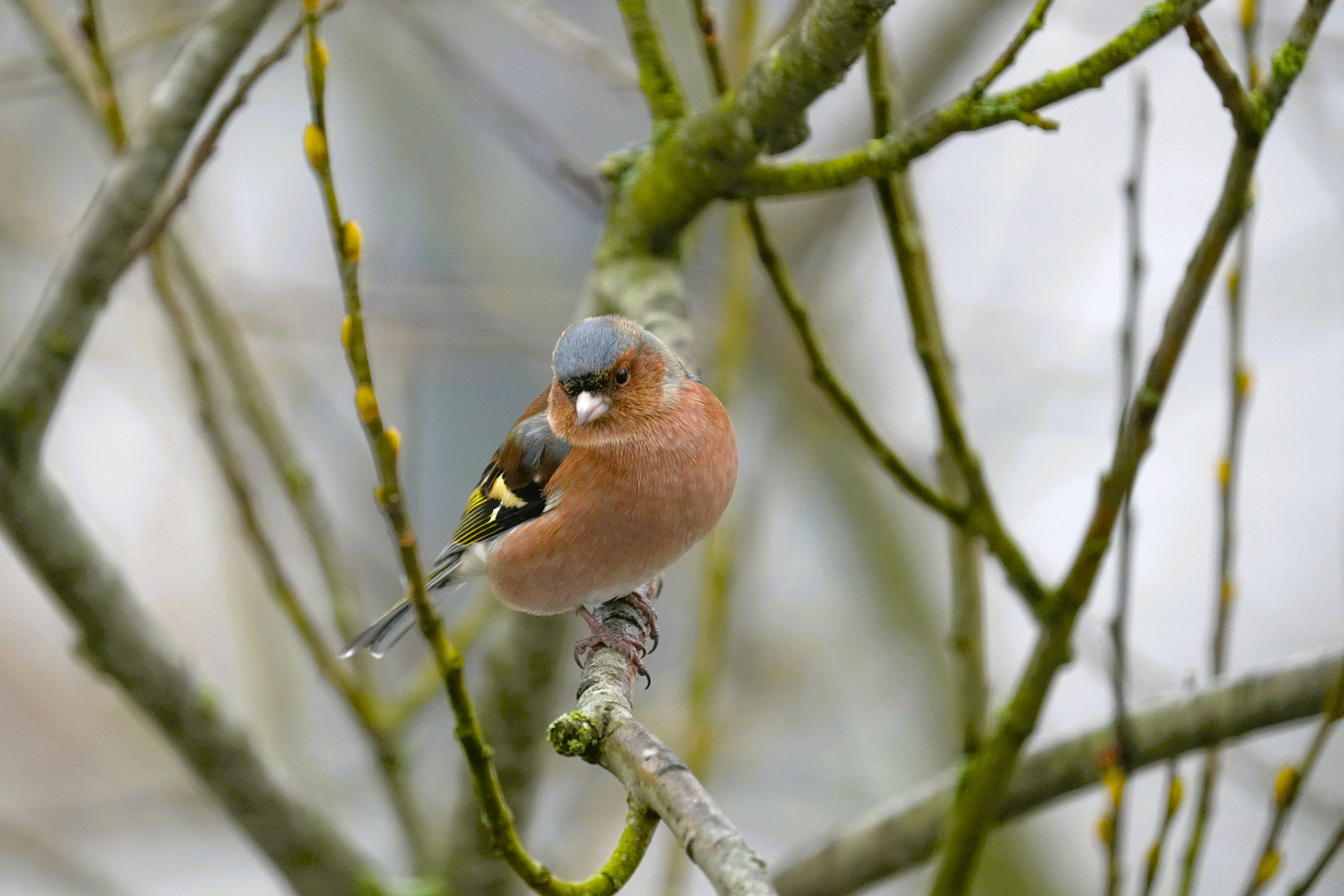 Bunter Vogel-Buchfink