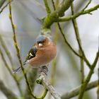 Bunter Vogel-Buchfink