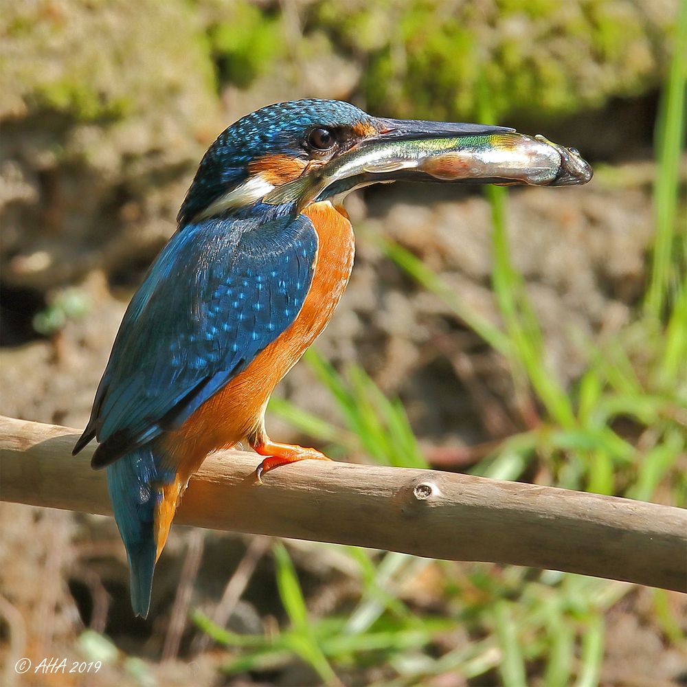 Bunter Vogel - bunter Fisch - 2