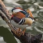 bunter Vogel - colored bird