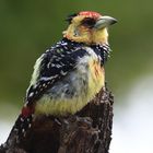 Bunter Vogel - Crested Barbet