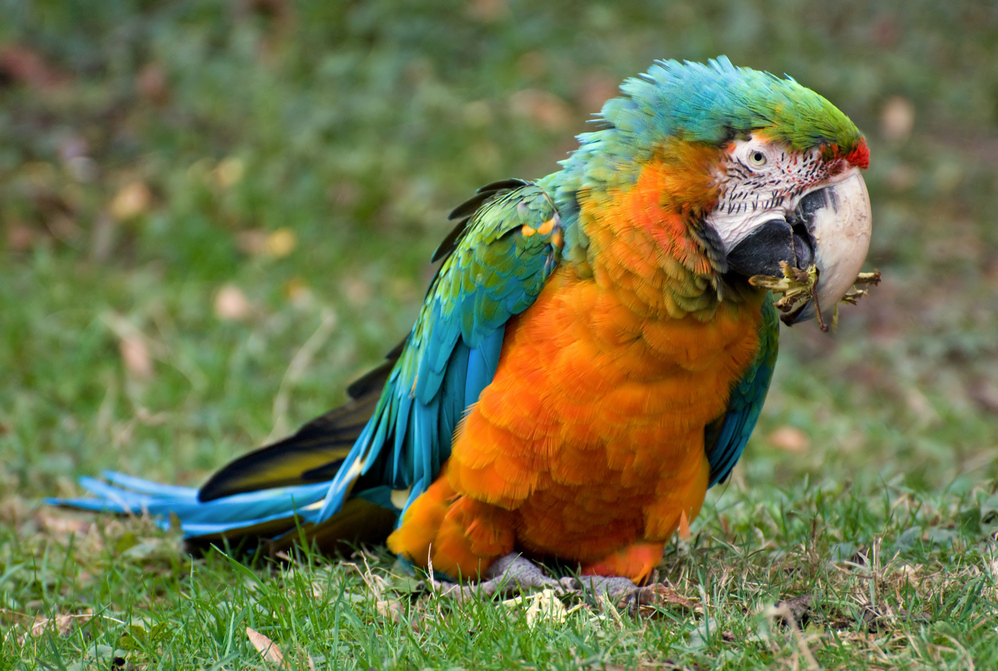Bunter Vogel Foto &amp; Bild tiere, zoo, wildpark