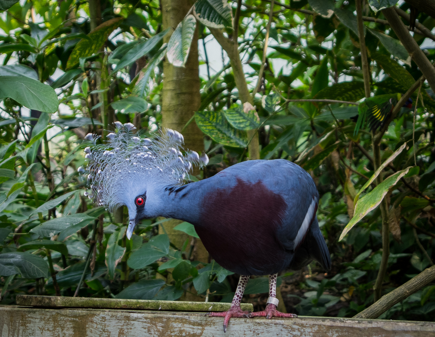 Bunter Vogel