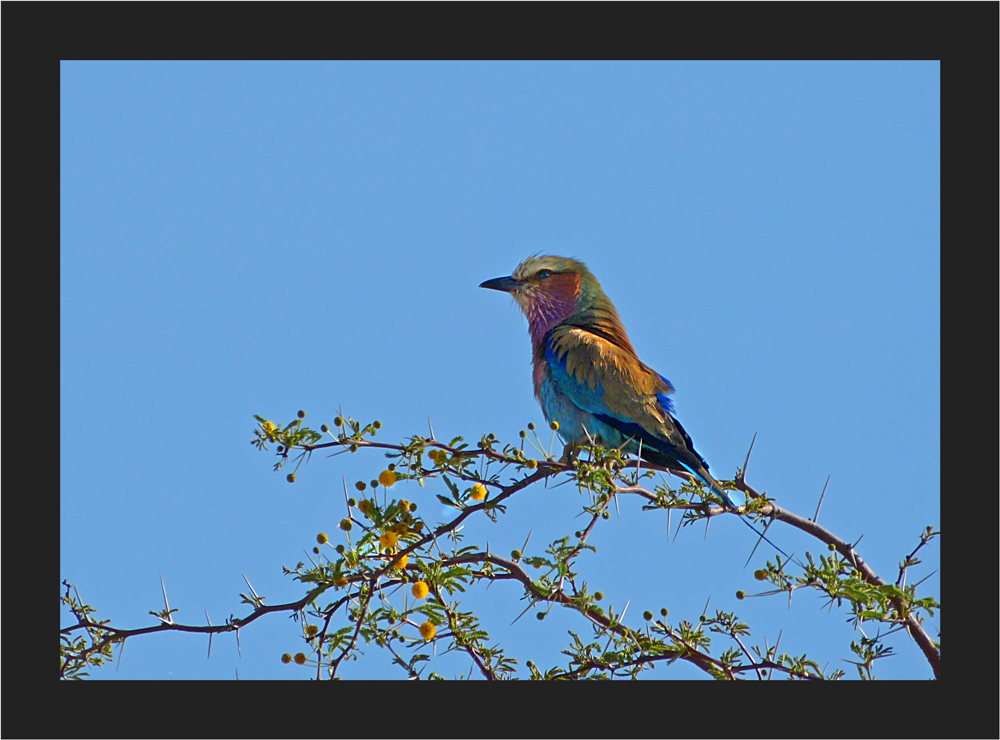 Bunter Vogel