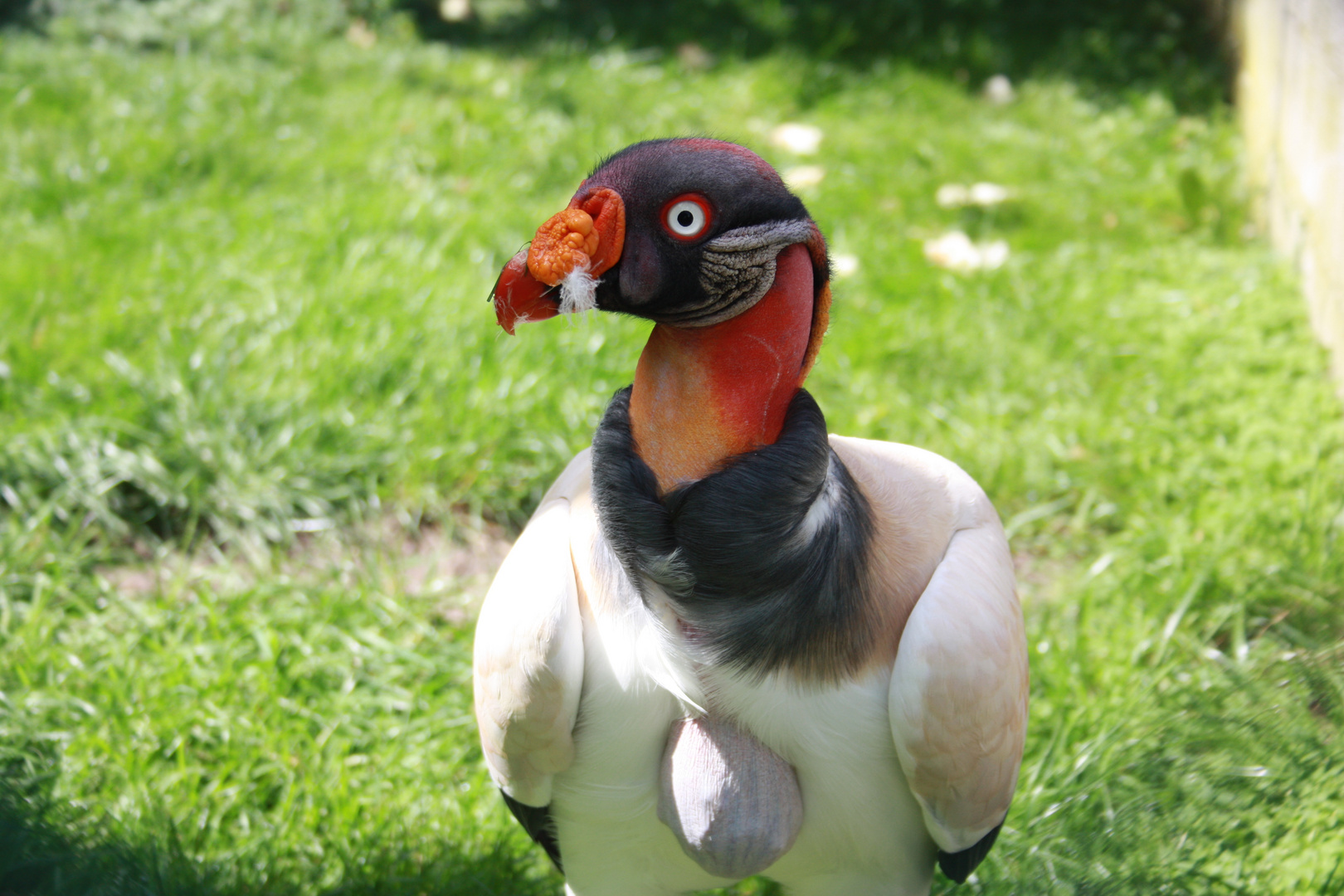 Bunter Vogel