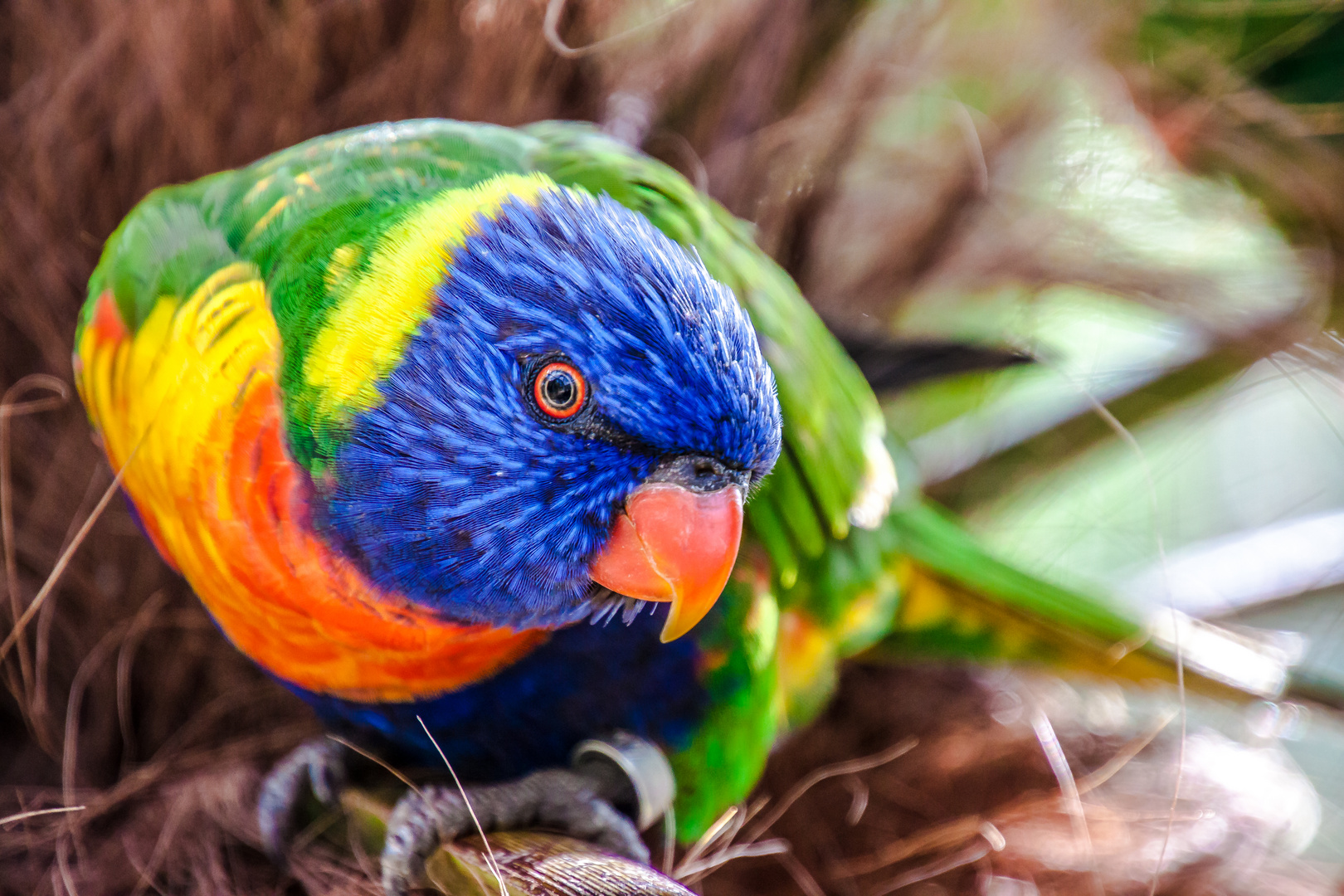 Bunter Vogel Foto & Bild | tiere, haustiere, vögel Bilder auf fotocommunity