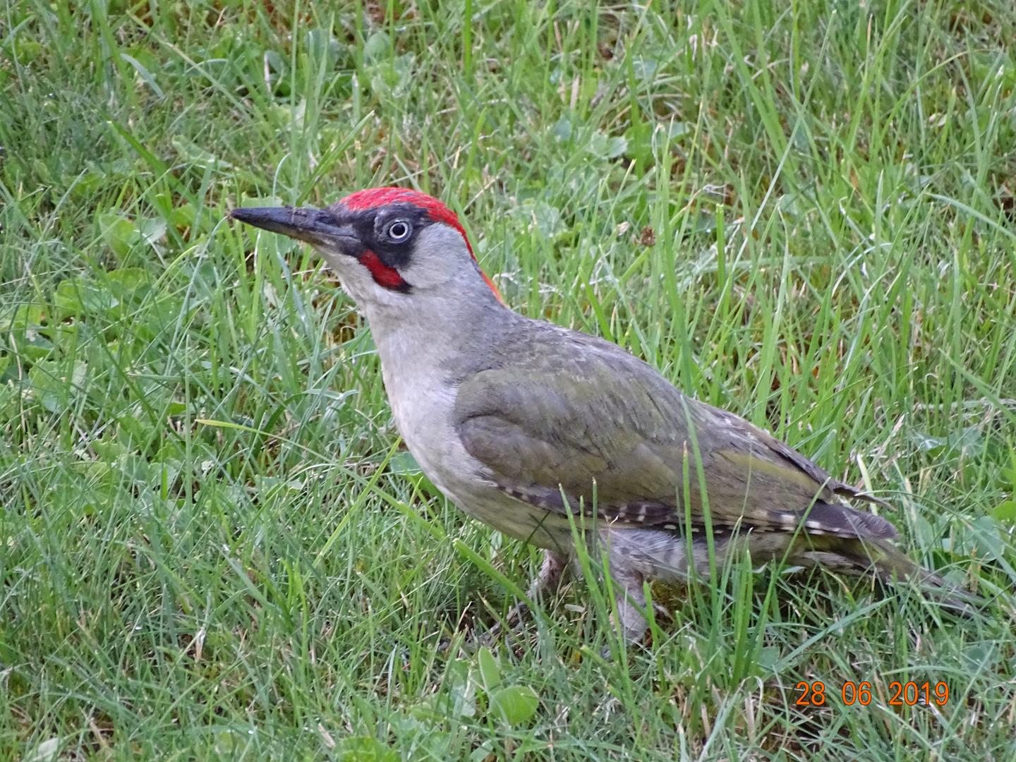 Bunter Vogel Foto &amp; Bild tiere, tierdetails, vögel