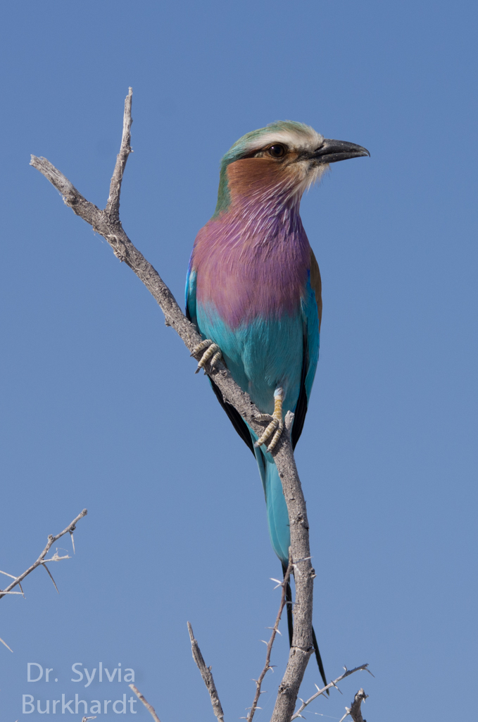 Bunter Vogel