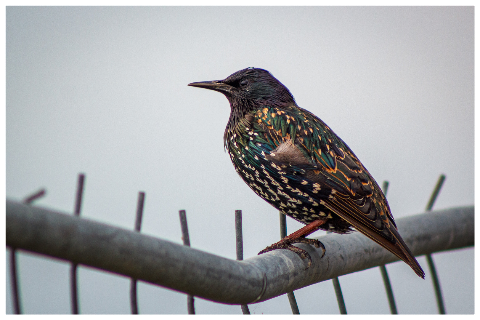 Bunter Vogel