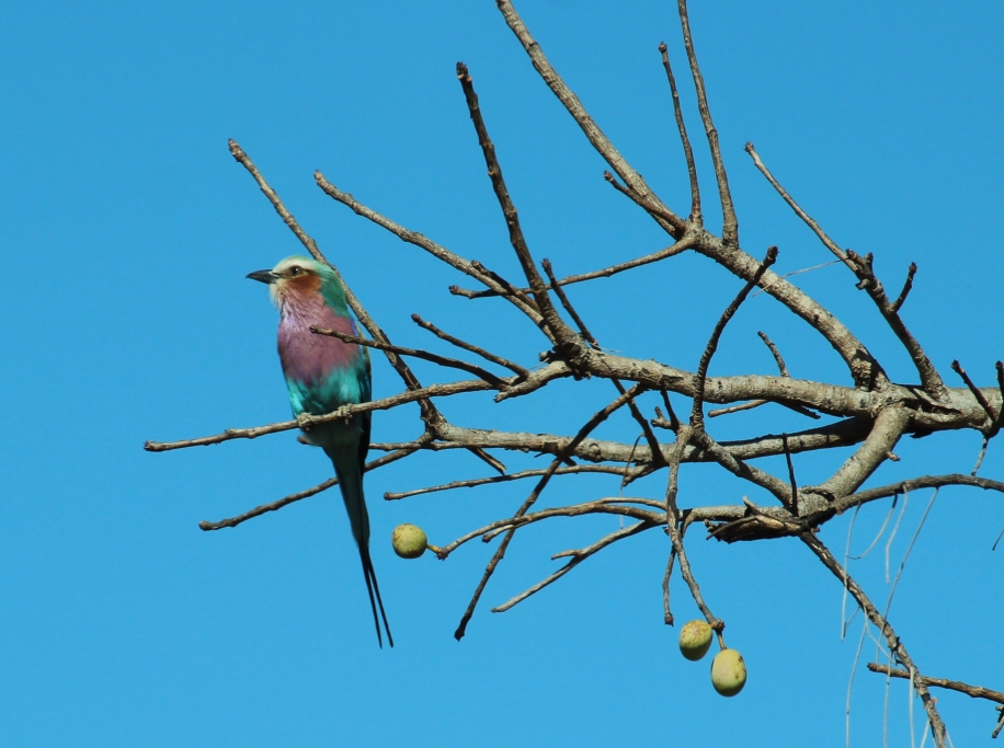 Bunter Vogel (Gabelracke)