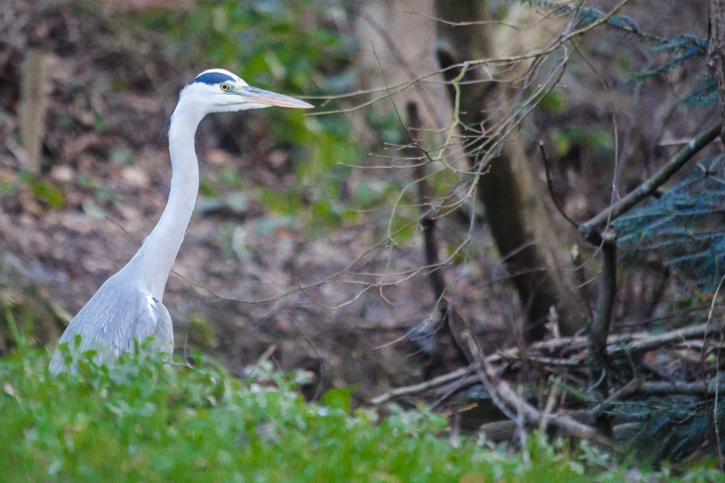 bunter vogel - ganz in grau