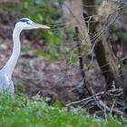 bunter vogel - ganz in grau