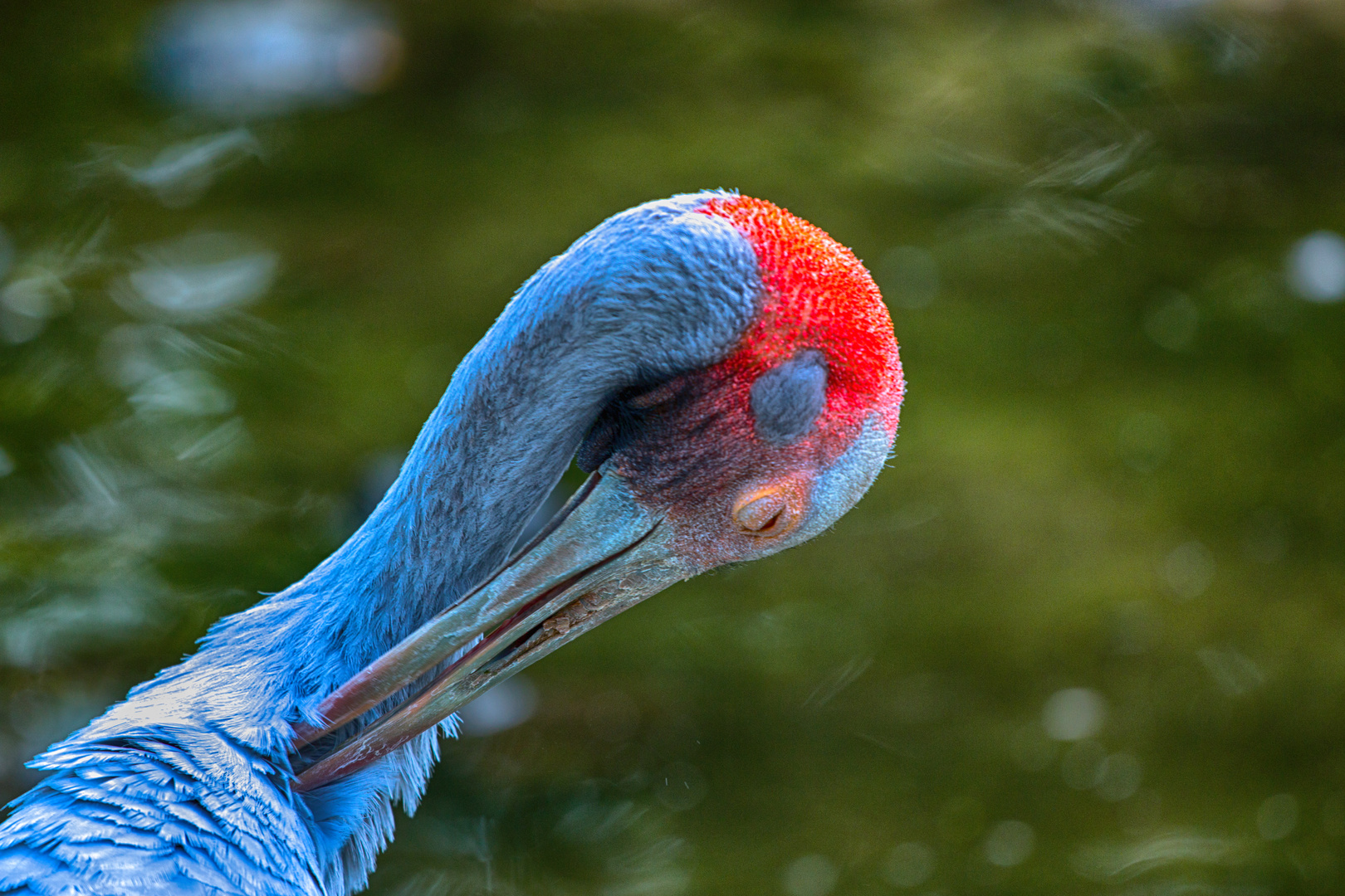 Bunter Vogel II