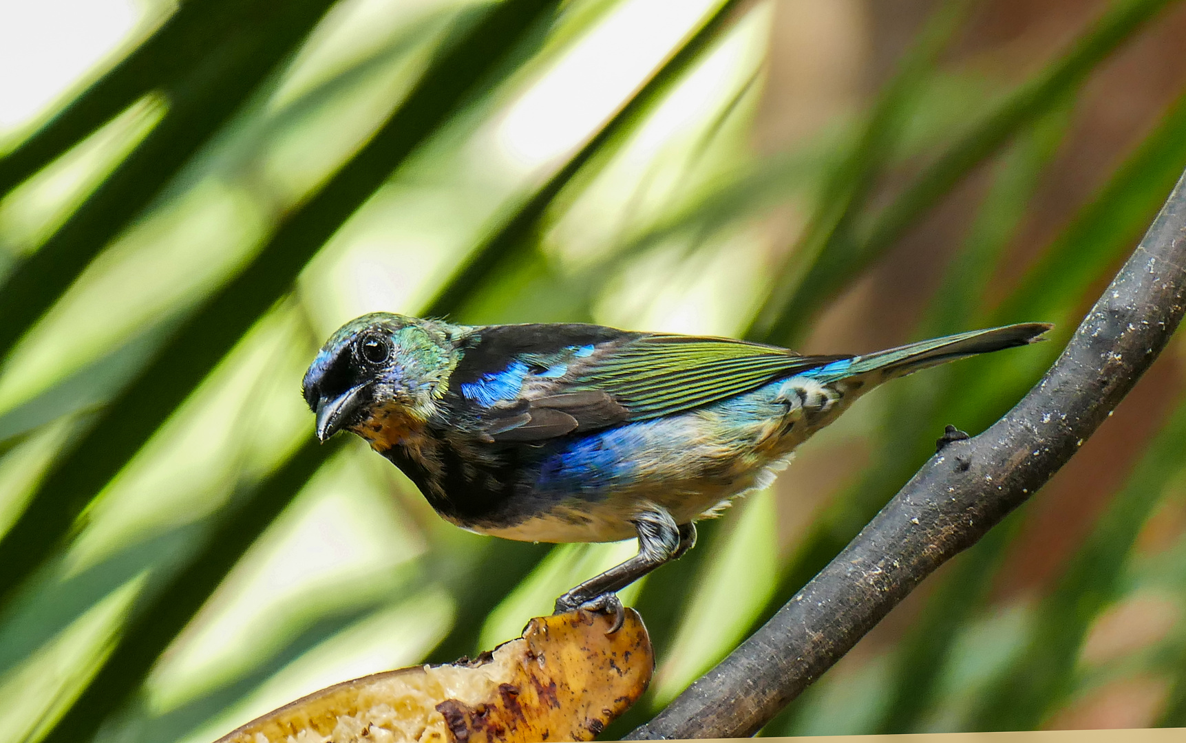 Bunter Vogel im Norden von Costa Rica
