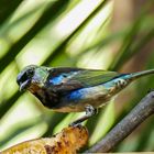 Bunter Vogel im Norden von Costa Rica